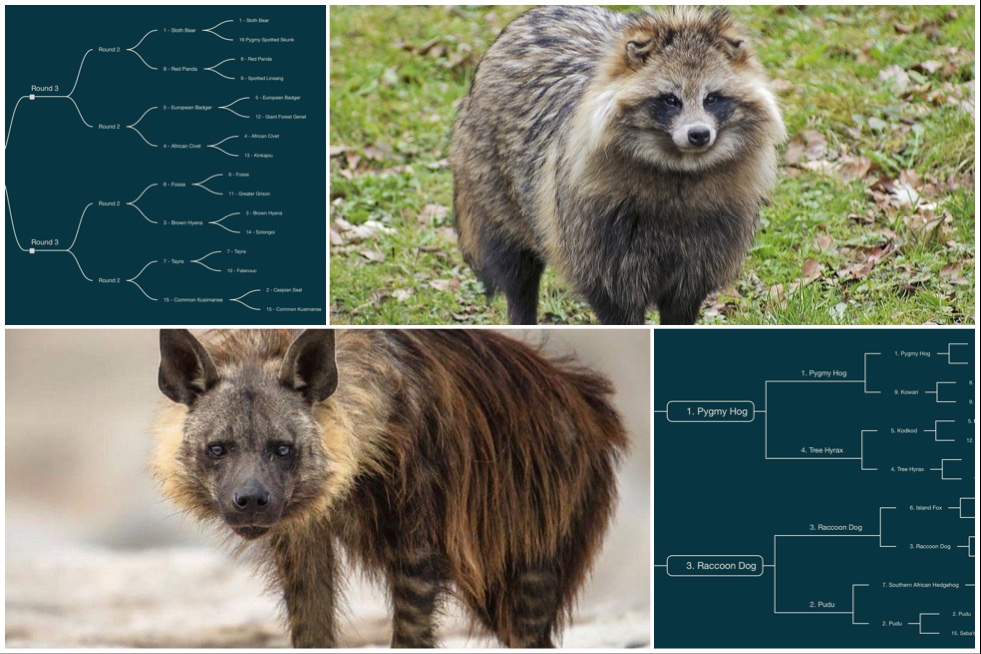 Kicking Off March Mammal Madness Round Two Beyond Tannhauser Gate