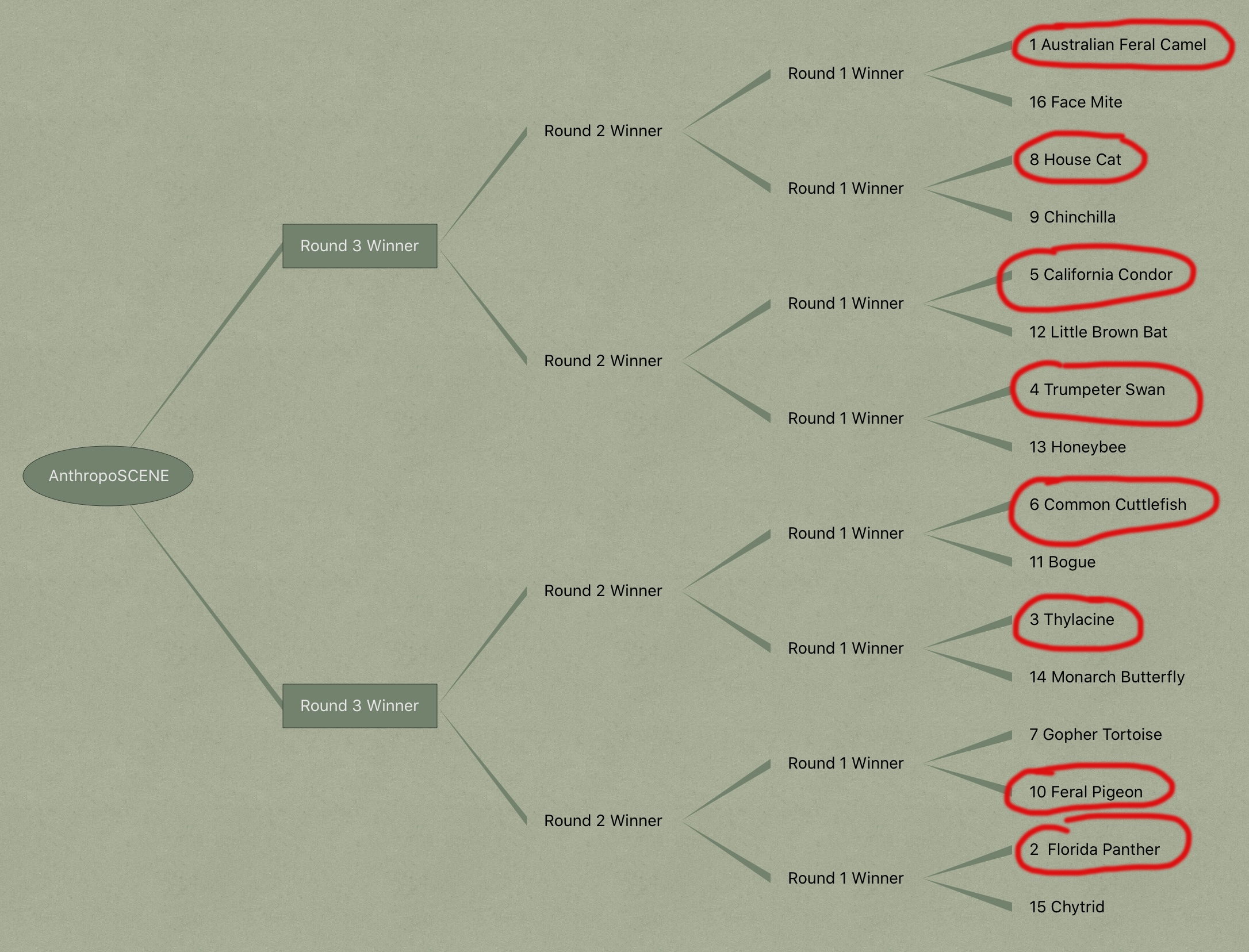 March Mammal Madness AnthropoSCENE Picks - Beyond Tannhauser Gate