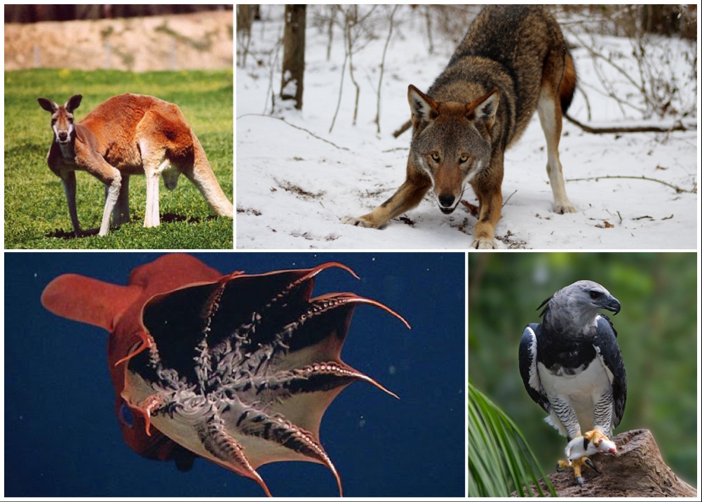 March Mammal Madness Picks for the Final Four - Beyond Tannhauser Gate